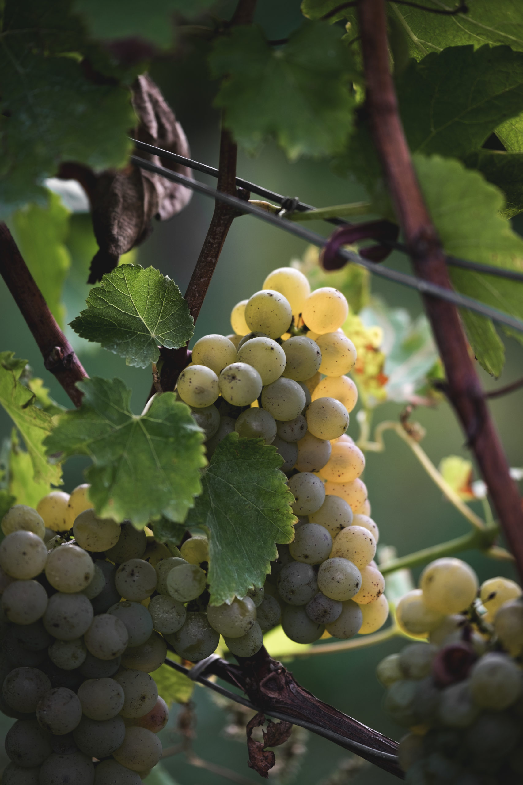 WEINBEERE - Image 3